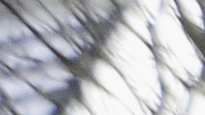 Personas protestan contra el rol de Elon Musk en el gobierno de Trump frente a una tienda de Tesla en Seattle.