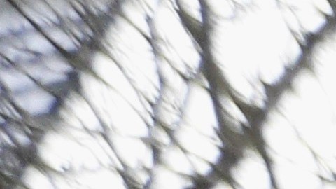 Personas protestan contra el rol de Elon Musk en el gobierno de Trump frente a una tienda de Tesla en Seattle.