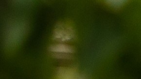 Actualmente, la USAID trabaja en unos 100 países, y aunque opera de manera independiente, sigue las directrices de la Casa Blanca.