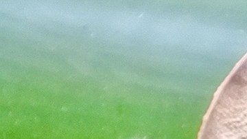Las lagartijas ayudan a mantener los hogares libres de insectos.