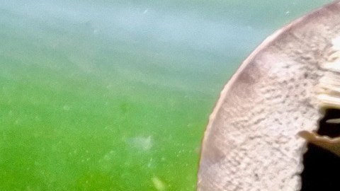 Las lagartijas ayudan a mantener los hogares libres de insectos.