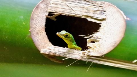 Las lagartijas ayudan a mantener los hogares libres de insectos.