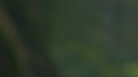Shrek ya no es solo el ogro gruñón del pantano, sino que ha evolucionado hasta convertirse en un padre de familia responsable.