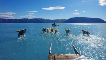 "El hielo se derritió bajo nuestros pies": la dramática imagen de perros siberianos corriendo sobre el agua que revela el rápido deshielo de Groenlandia