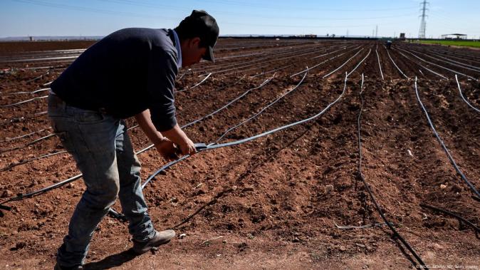 El sistema Aardvark Weather ofrece previsiones personalizadas que podrían revolucionar la agricultura con datos meteorológicos precisos y accesibles.