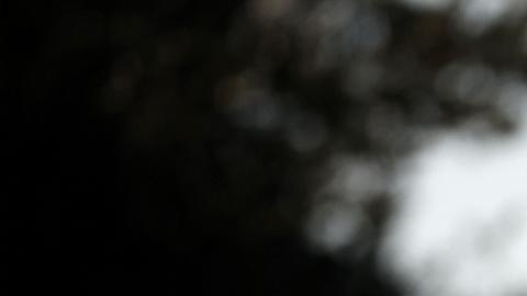 Francisco inicia Cuaresma, estable y sin crisis respiratoria