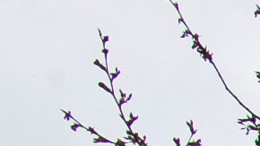 La sede del U.S. Institute of Peace en Washington D.C. fue ocupada por DOGE con intervención de la policía.