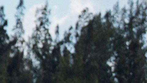 Según la CBP, en los últimos cuatro años, más de 860,000 migrantes de la isla han ingresado a territorio estadounidense.
