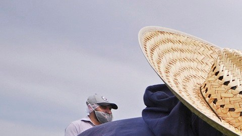 El 70% de los trabajadores agrícolas son inmigrantes, de los cuales casi el 50% son indocumentados.