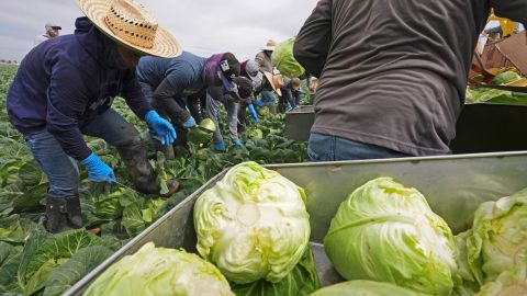 El 70% de los trabajadores agrícolas son inmigrantes, de los cuales casi el 50% son indocumentados.