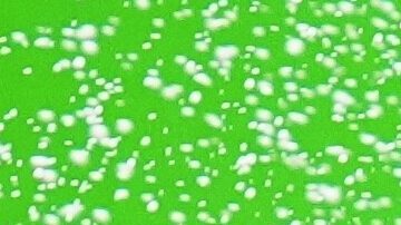 Oscar Piastri y Lando norris, de McLaren, celebran en el podio junto con George Russell, de Mercedes.