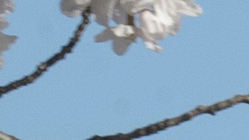 La orden de Trump toma control del gobierno local de Washington D.C, y crea un grupo federal para embellecer la capital.