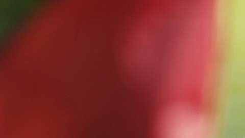 Jeanette Vizguerra fue detenida por ICE el 17 de marzo pasado.