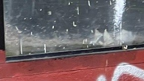 En Allegheny son comunes las escenas de personas bajo efectos de las drogas.