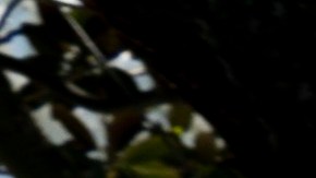 El árbol histórico será talado en los próximos días y Trump escribió que será reemplazado "por otro árbol muy hermoso".