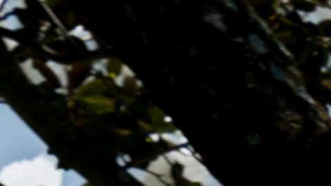 El árbol histórico será talado en los próximos días y Trump escribió que será reemplazado "por otro árbol muy hermoso".