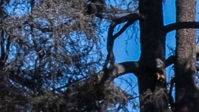 Trabajadores latinos hacen limpieza en una de las casas destruidas por el incendio Eaton.