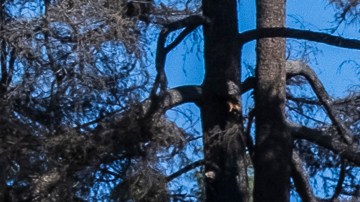 Trabajadores latinos hacen limpieza en una de las casas destruidas por el incendio Eaton.