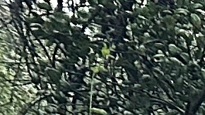 A resident and their dog walk past a vehicle partially submerged in mud after a storm Friday, Feb. 14, 2025, in Sierra Madre, Calif. (AP Photo/Eugene Garcia)