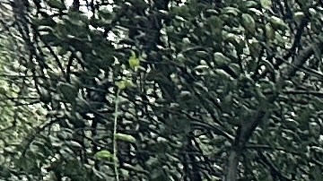 A resident and their dog walk past a vehicle partially submerged in mud after a storm Friday, Feb. 14, 2025, in Sierra Madre, Calif. (AP Photo/Eugene Garcia)