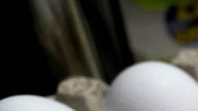 La producción de huevos en Estados Unidos continúa afectada por la gripe aviar