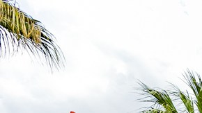 Shows en vivo, música, comida y bebidas se incluyen en el Festival de comida y vino.