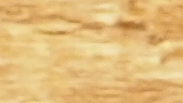 Moneda de centavo de águila voladora