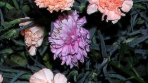 Pepe Gámez Madison Anderson