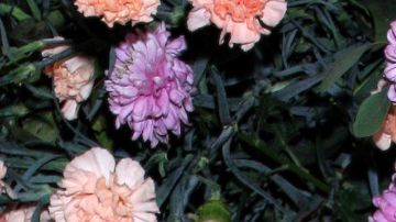 Pepe Gámez Madison Anderson