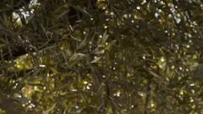 Referencia de la Volkswagen Amarok