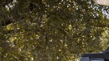 Referencia de la Volkswagen Amarok