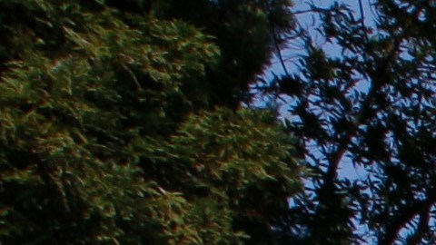 California, Texas y Florida son los estados con mayor cantidad de estudiantes latinos.