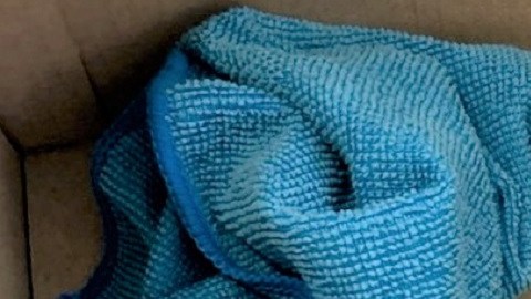 el hombre la identificó como una tortuga de orejas rojas, una de las razas de tortuga mascota más populares en los Estados Unidos.