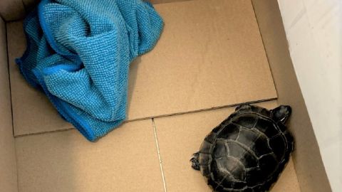 el hombre la identificó como una tortuga de orejas rojas, una de las razas de tortuga mascota más populares en los Estados Unidos.