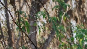 La Oficina del Médico Forense de la Oficina de Investigaciones de Georgia confirmó que los restos eran de Doughty.