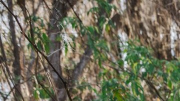 La Oficina del Médico Forense de la Oficina de Investigaciones de Georgia confirmó que los restos eran de Doughty.