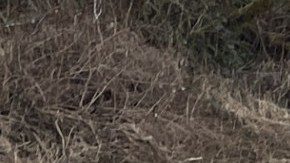 Las autoridades ahora afirman que no hay evidencia de secuestro ni de actividad delictiva.