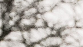 Rasha Alawieh, especialista en trasplantes de riñón y profesora universitaria, tenía una visa válida.