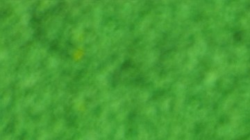 El 17 de marzo es el Día de San Patricio.