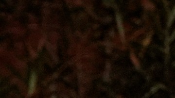 Selena Gomez y Benny Blanco