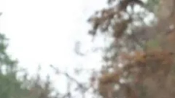 El impacto militar de cualquier despliegue aliado de unos 20,000 efectivos sería limitado.