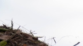 California busca evitar que los desechos orgánicos lleguen a los vertederos.