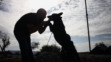 In this Friday, Nov. 22, 2013 photo, Omar Barrishi plays with his rescued 20-month-old Belgian Malinois dog, Shadow, on a picnic with rescued dogs in Ajloun, Jordan. Shadow was rescued and underwent successful surgery after his rear legs were chained until they broke in an incident of abuse. Dog breeding coupled with dognapping is a thriving business in Jordan, where lax laws call for only a $7 fine for violators and police remain hesitant to pursue those suspected of animal abuse. Activists have campaigned for years for increased penalties, but lawmakers seem uninterested to pursue it in a culture where animal abuse remains rampant. (AP Photo/Mohammad Hannon)