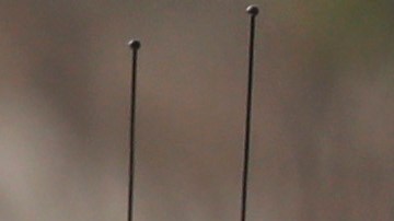 Two San Bernardino County sheriff's deputies stand guard near the area where a shooting took place in Riverside, Calif, Thursday, Feb. 7, 2013. Police launched a massive manhunt for a former Los Angeles officer suspected of going on a killing spree, slaying a couple over the weekend, opening fire on two Los Angeles officers early Thursday and then ambushing two other police officers, killing one. (AP Photo/Jae C. Hong)