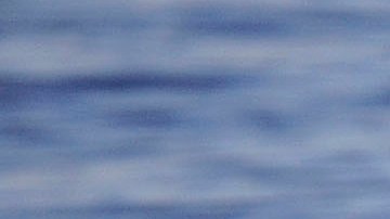A blue whale raises its tail above the water surface off the coast of Long Beach, Calif. during unseasonably warm weather on Saturday, Feb. 6, 2016. (AP Photo/Nick Ut)