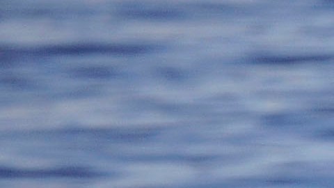 A blue whale raises its tail above the water surface off the coast of Long Beach, Calif. during unseasonably warm weather on Saturday, Feb. 6, 2016. (AP Photo/Nick Ut)