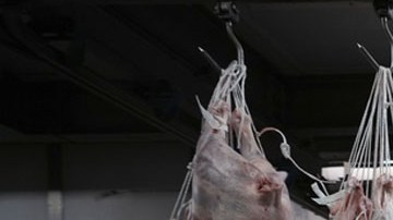 Distribución de carne de puerco en Estados Unidos