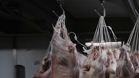 Distribución de carne de puerco en Estados Unidos