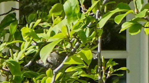 President Donald Trump arrives to welcome the Super Bowl champion Philadelphia Eagles NFL football team to the South Lawn of the White House, Monday, April 28, 2025, in Washington. (AP Photo/Mark Schiefelbein)