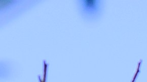 Lori Cincotta escarba para poder poner plantas nativas  durante el Día de la Tierra en Dana Point.